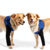 Hanfu Dog Leg Sleeve Waterproof Wear Resistant Pet-1