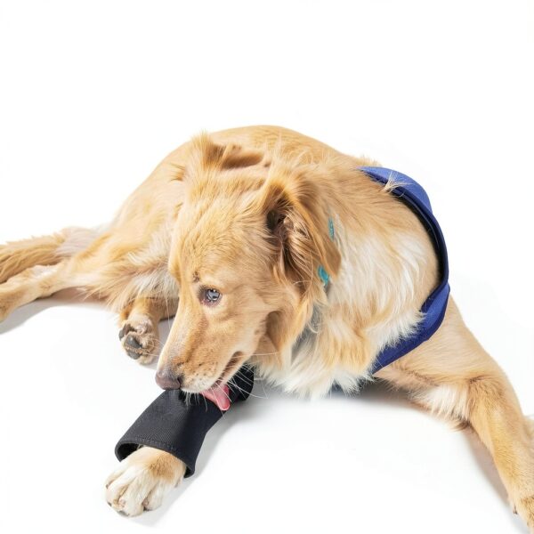 Hanfu Dog Leg Sleeve Waterproof Wear Resistant Pet-2