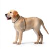 Dog Recovery Suit Suitical Cotton Lycra Fit-9