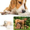 Dog Recovery Suit Suitical Cotton Lycra Fit-5