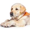 Dog Recovery Suit Coppthinktu Soft Zip Design-4